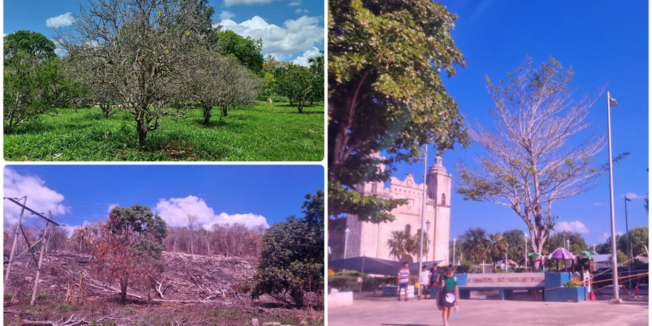 El milpero Benito y sus temores por la destrucción de los montes