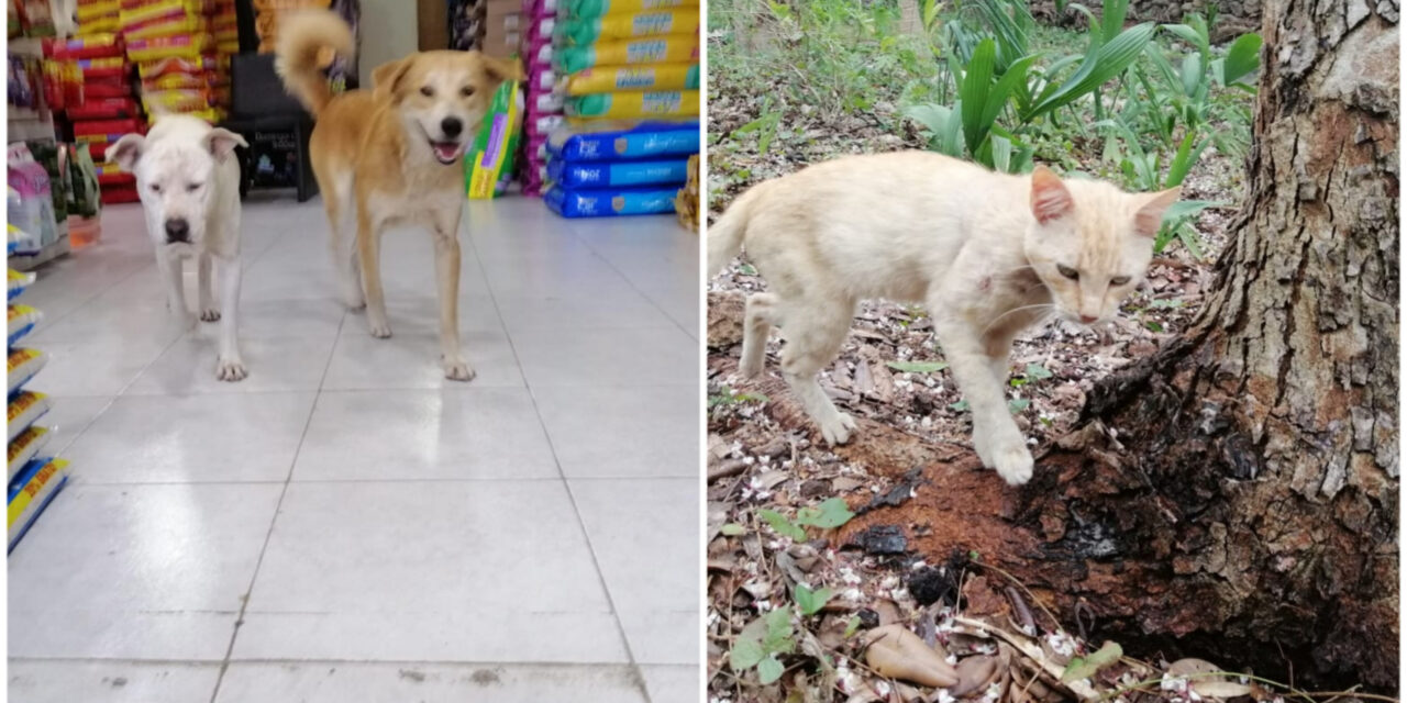 Las mascotas también pueden sufrir golpe de calor; recomendaciones