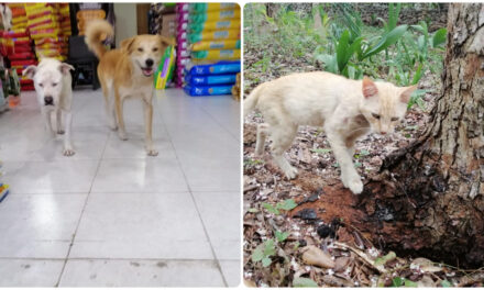 Las mascotas también pueden sufrir golpe de calor; recomendaciones