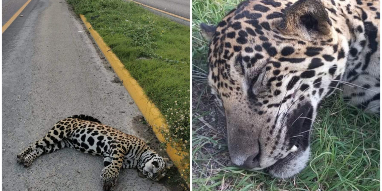 Sin conciencia: atropellan a jaguar en la Cancún-Chetumal