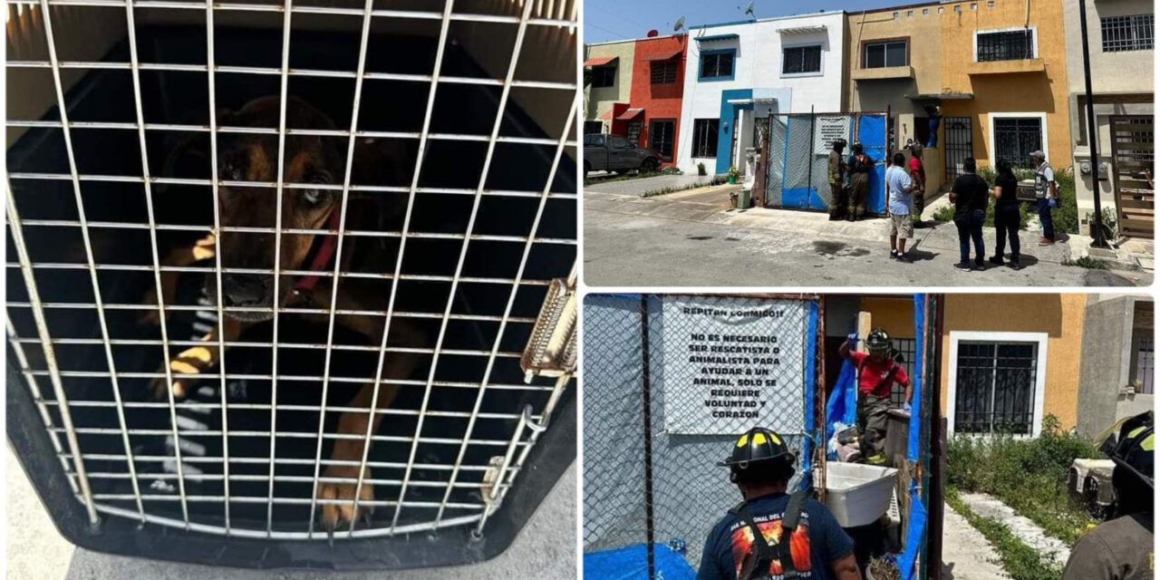 ¿Refugio o cementerio de mascotas en Cancún? Hallan perros muertos