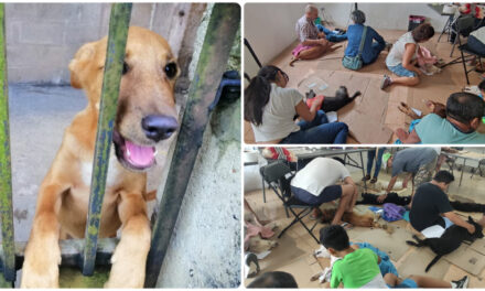 Día del Perro Callejero: deambulan unos 50 mil de ellos en Yucatán