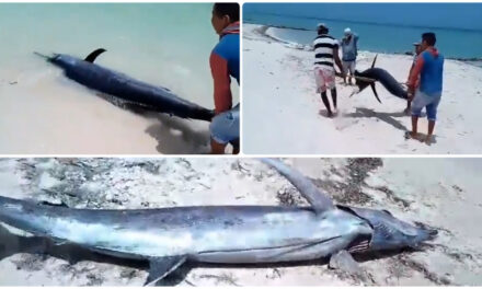Motos acuáticas atropellan y matan pez vela en puerto Progreso