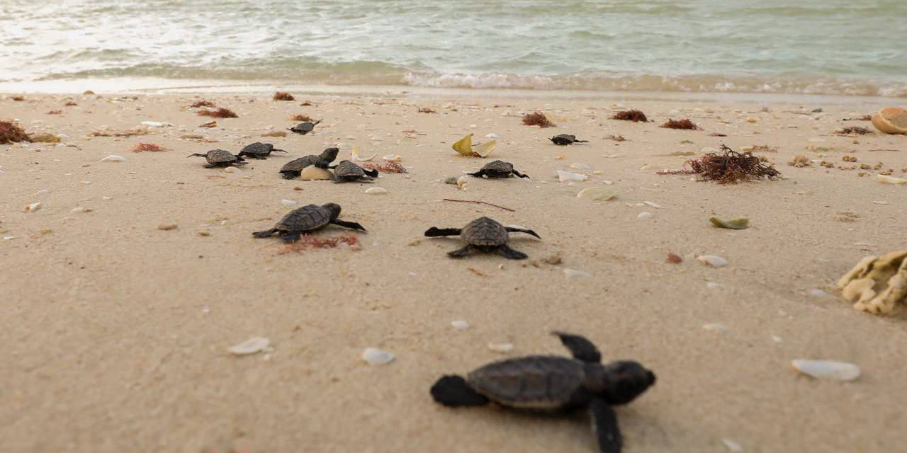 Liberación de crías de tortuga carey en Celestún: 100 regresan al mar