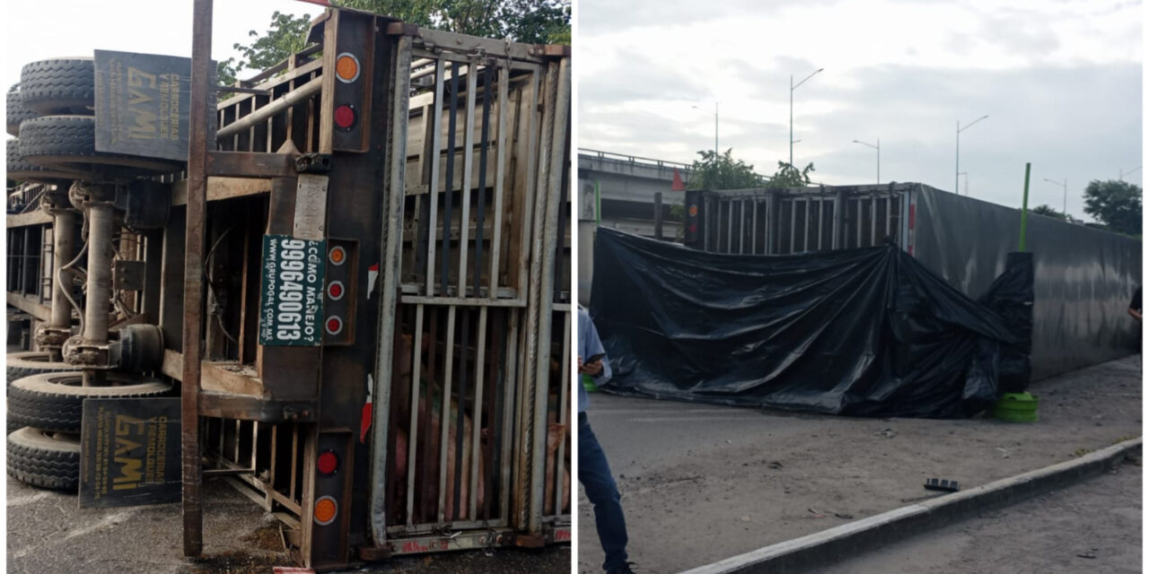 Lenta agonía y muerte de 20 cerdos en periférico de Mérida