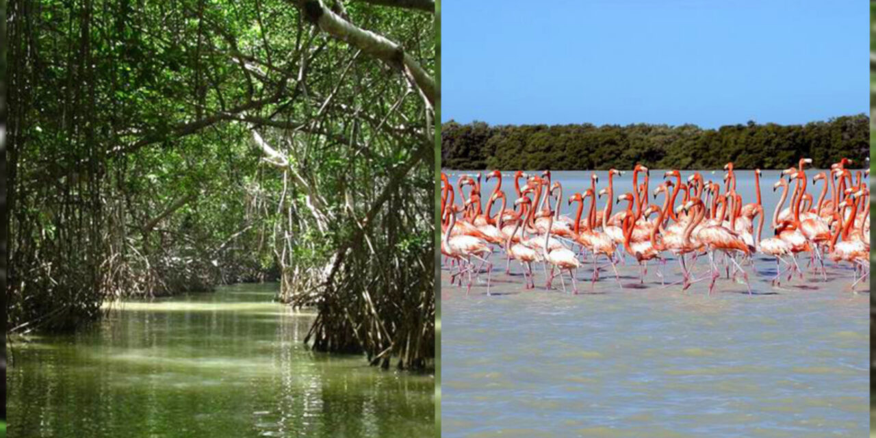 Poniente Yucatán: turismo frente a porcicultura e inmobiliarias