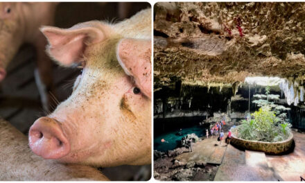 Urgen equilibrio entre porcicultura y cuidado al manto freático