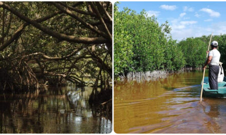 Protección a manglares y ordenamiento porcícola en Yucatán