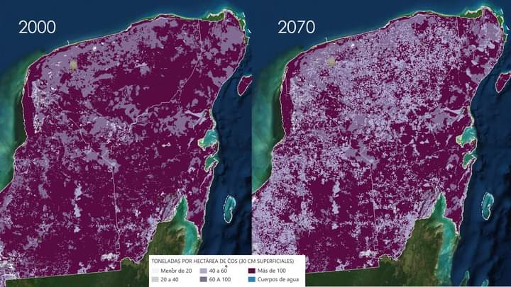 Así se redujo la capa forestal de Yucatán en 21 años