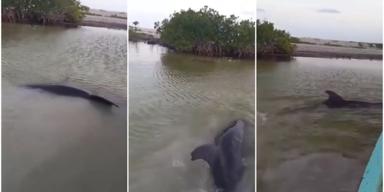 Liberan a delfines en Dzilam de Bravo y recala otro en Río Lagartos