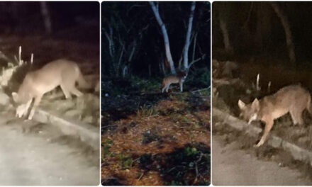 ¿Coyote o perro feral? Extraño animal nocturno en Ciudad Caucel