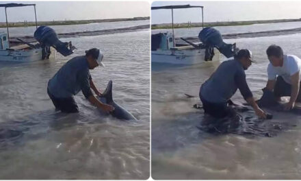 Hacen necropsia a delfín muerto en Río Lagartos y llevan muestras