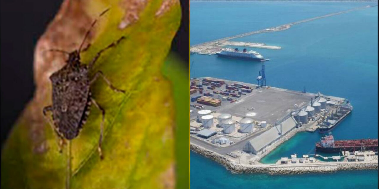 Detectan y eliminan insecto peligroso en contenedor en puerto Progreso