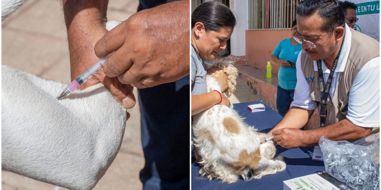 Prepárate para llevar a #vacunaciónantirrábica a perros y gatos a partir de este domingo