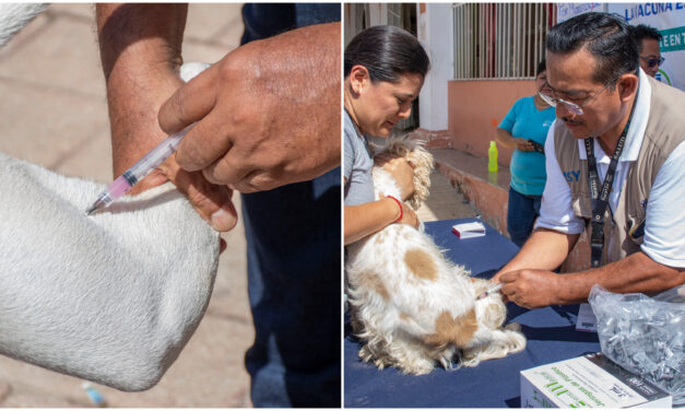 Prepárate para llevar a #vacunaciónantirrábica a perros y gatos a partir de este domingo