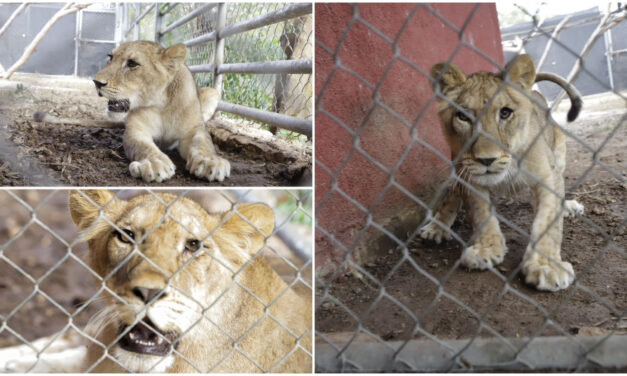 Pareja de leones tiene nuevo hogar en parque zoológico Animaya