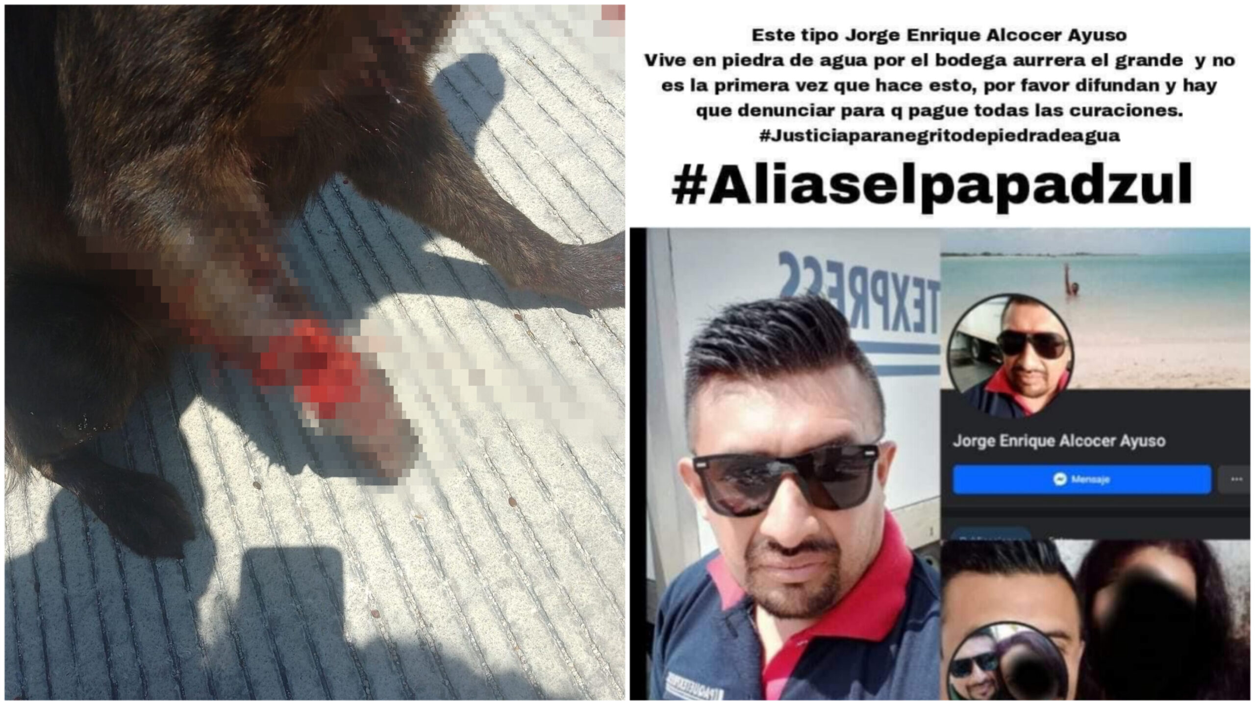 Amputa pata a perrito callejero en Umán y huye; agreden a hermano ...