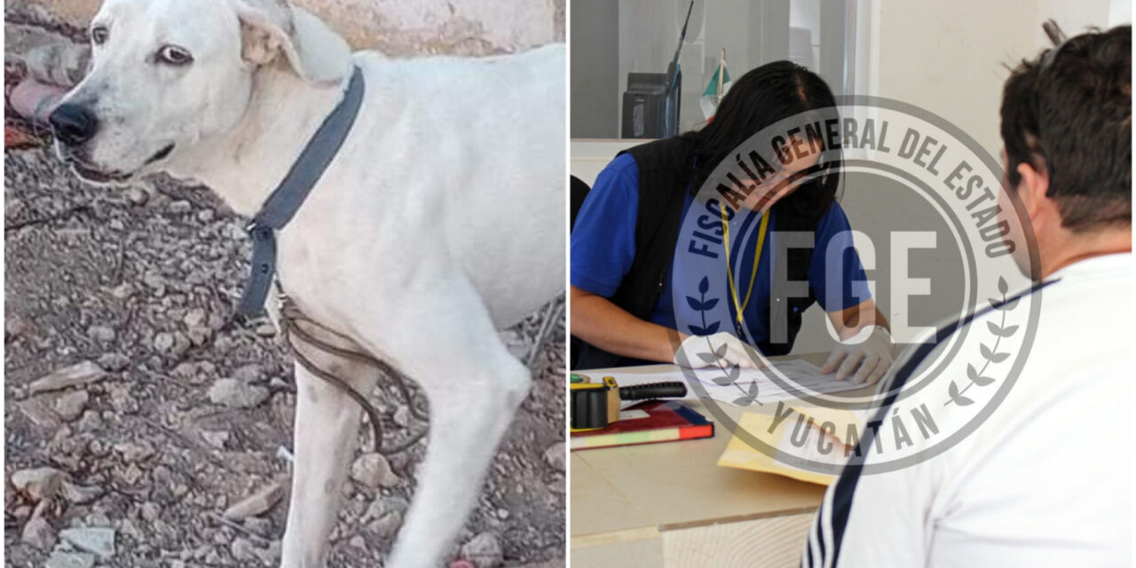 Inédita sentencia: 45 meses de prisión al asesino del perro “Rufo”