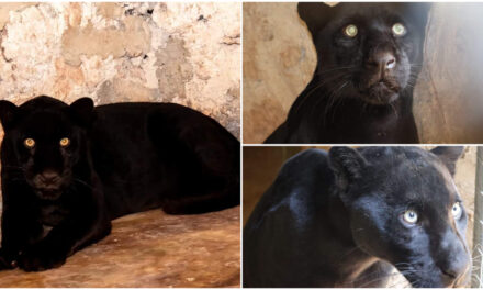 Estrena hogar cachorro de jaguar negro en zoológico de Tizimín