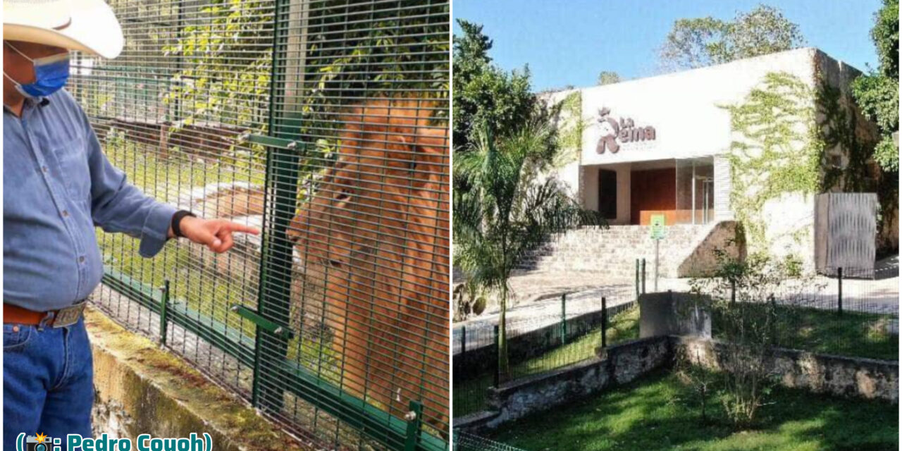 León de zoológico Tizimín víctima fatal de golpe de calor