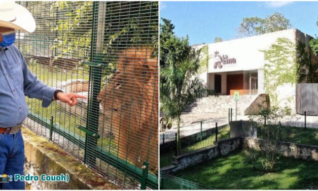 León de zoológico Tizimín víctima fatal de golpe de calor