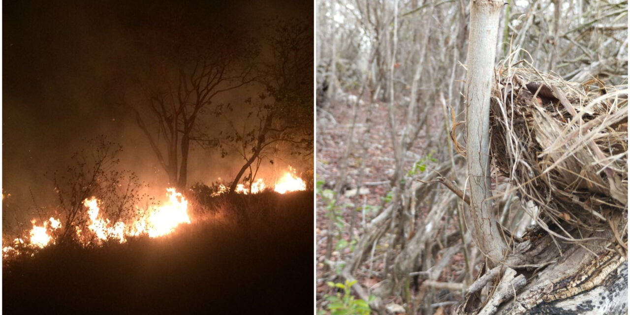 Casi ocho mil hectáreas dañadas por incendios en región peninsular