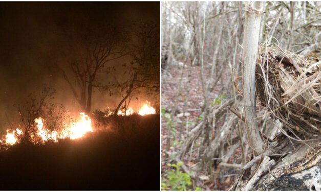 Casi ocho mil hectáreas dañadas por incendios en región peninsular