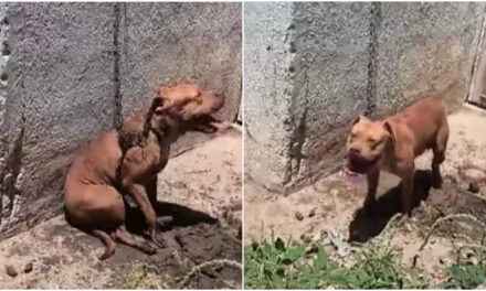 Maltrato animal en Kanasín: Dejan a perro encadenado bajo el sol