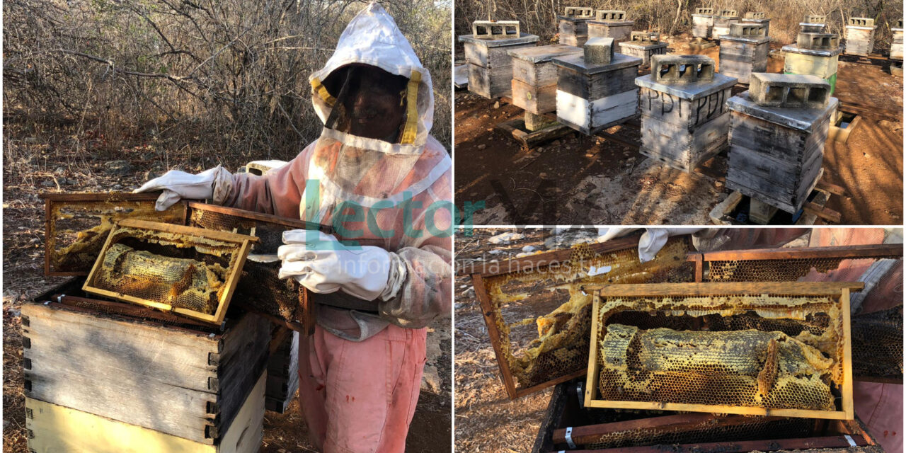 Abejas dañadas: calor extremo y sequía ‘derritieron’ la miel