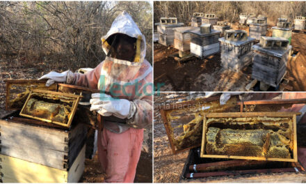 Abejas dañadas: calor extremo y sequía ‘derritieron’ la miel