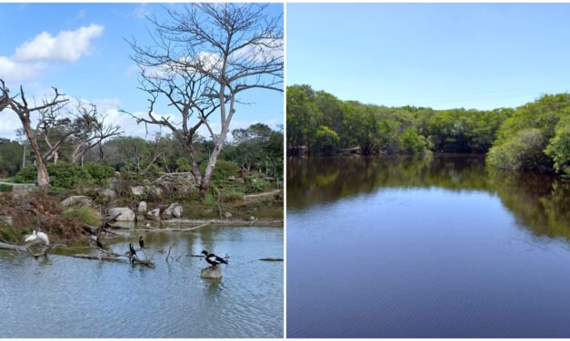 Hay crisis medioambiental en Yucatán por contaminación de acuífero