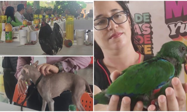 Animales, los más vulnerables ante lluvias, rayos e inundaciones