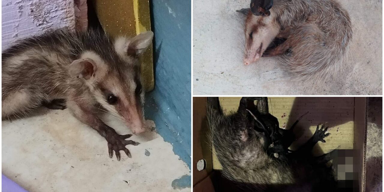 Cuidar a zarigüeyas fortalece línea protectora a humanos