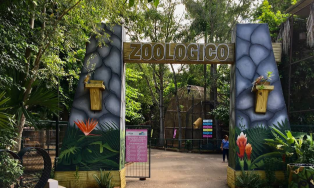 Árbol de más de 100 años cayó sobre área de felinos en zoológico El Centenario