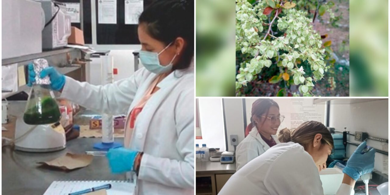 Hongos de raíces del tzitzilché ‘aportan luz’ al combate del Chagas