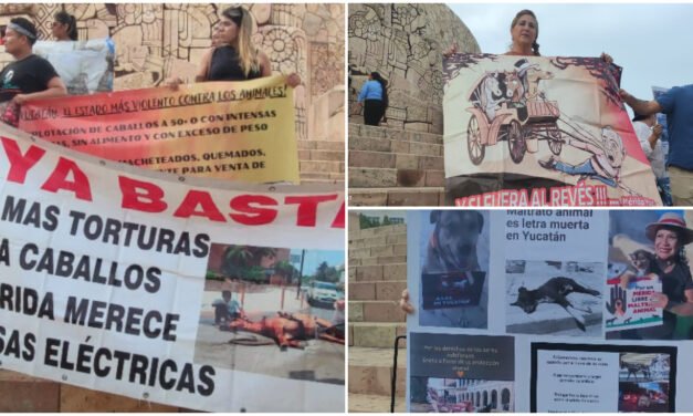 En defensa de caballo de calesa y en contra del maltrato animal