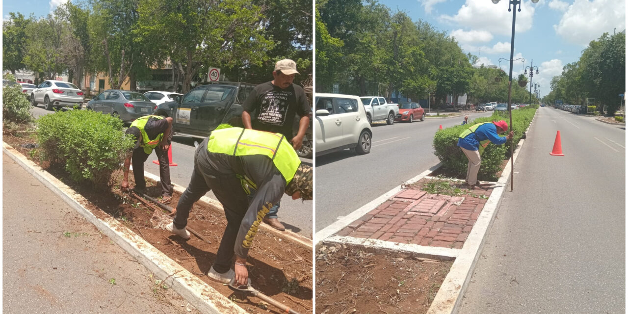 Paseo de Montejo tendrá nuevo sistema de riego