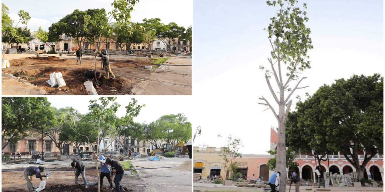 Plaza grande de Mérida, más de 100 nuevos árboles, incluidas ceibas