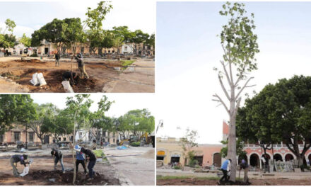 Plaza grande de Mérida, más de 100 nuevos árboles, incluidas ceibas