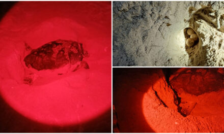 Vulnerables nidos de tortugas marinas en playas de Progreso por verano