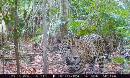 Jaguares, sorprendentes visitantes en Reserva Ecológica Dzilam de Bravo