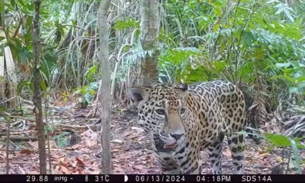 Jaguares, sorprendentes visitantes en Reserva Ecológica Dzilam de Bravo