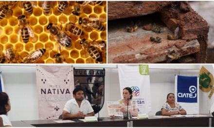 Convocan en Mérida a encuentro urgente para salvar a las abejas