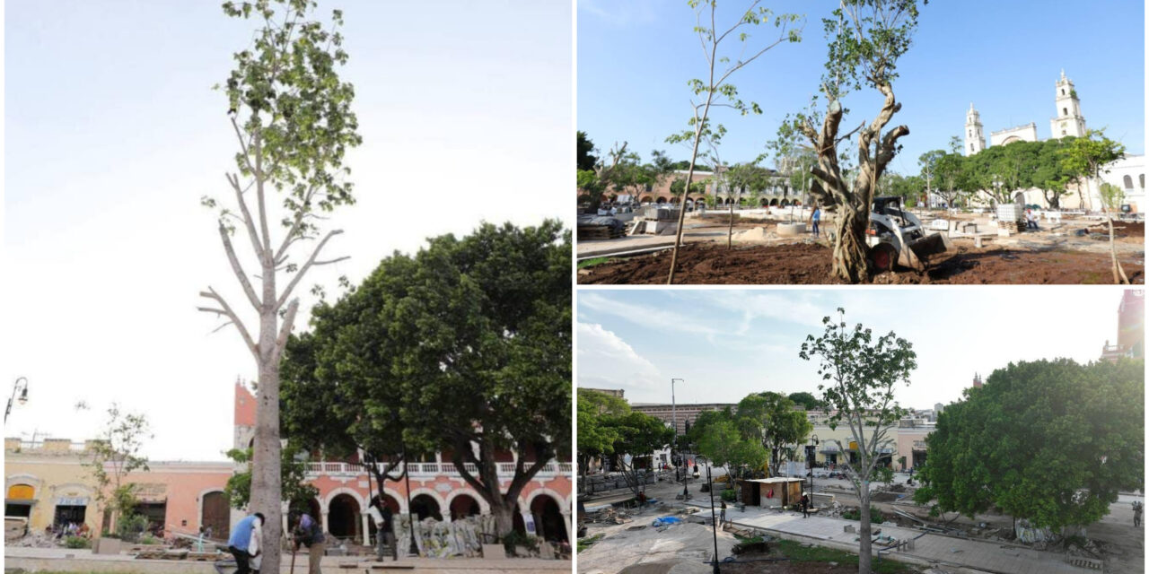 Ceiba, Balché, Álamo, Jícara y Ramón, en Plaza Grande de Mérida