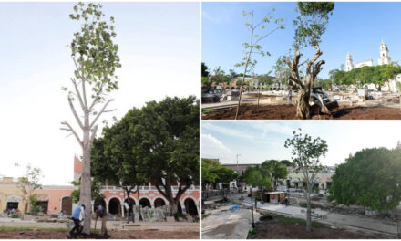 Ceiba, Balché, Álamo, Jícara y Ramón, en Plaza Grande de Mérida