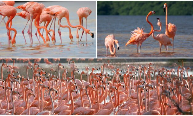 Unen manos en protección del flamenco en península de Yucatán