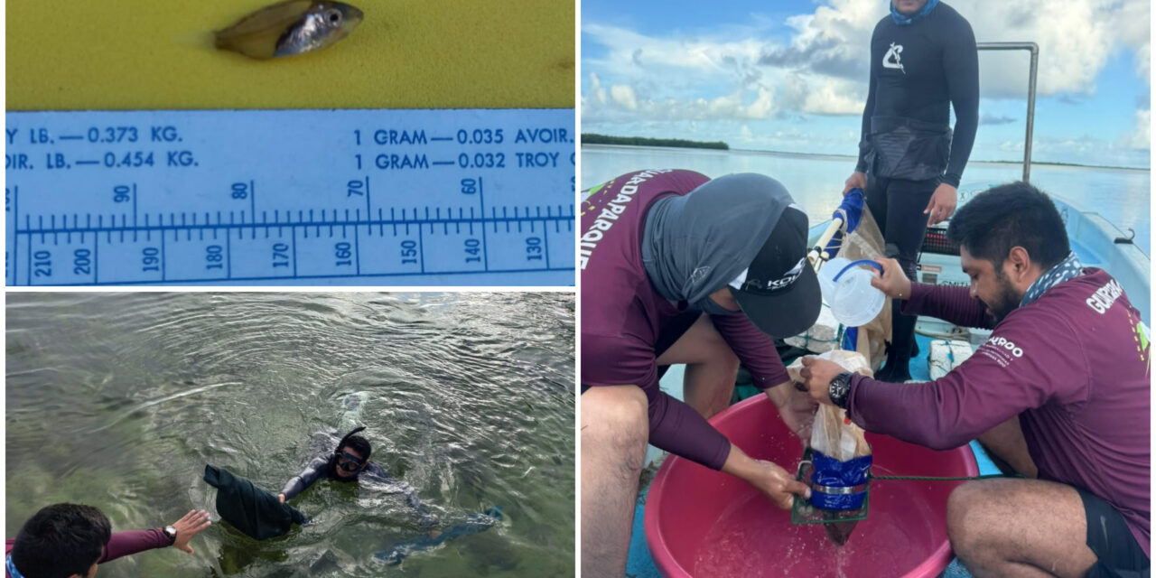 Monitoreo de vida marina y su flujo natural en Arrecife Mesoamericano