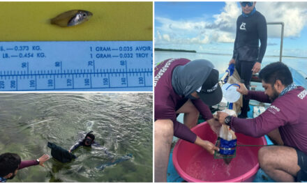 Monitoreo de vida marina y su flujo natural en Arrecife Mesoamericano