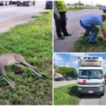 Huye de invasión a su hábitat y lo atropellan en periférico de Mérida