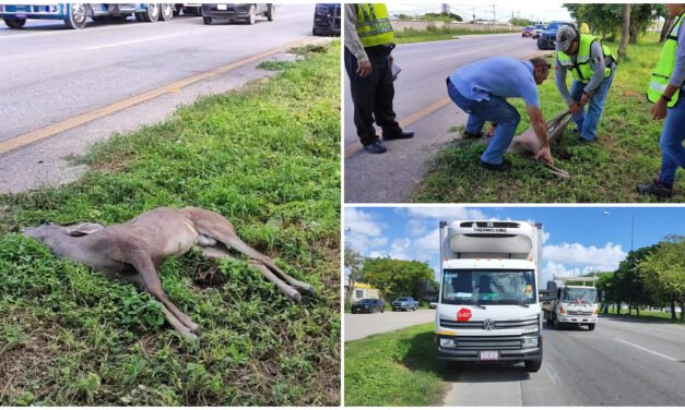 Huye de invasión a su hábitat y lo atropellan en periférico de Mérida